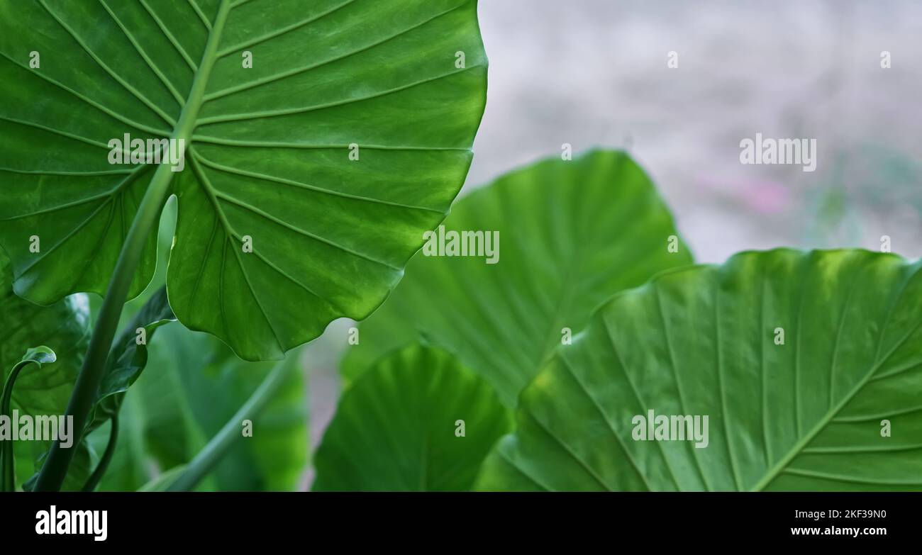 Grüne Blätter Hintergrund Elefantenohren Pflanze Stockfoto
