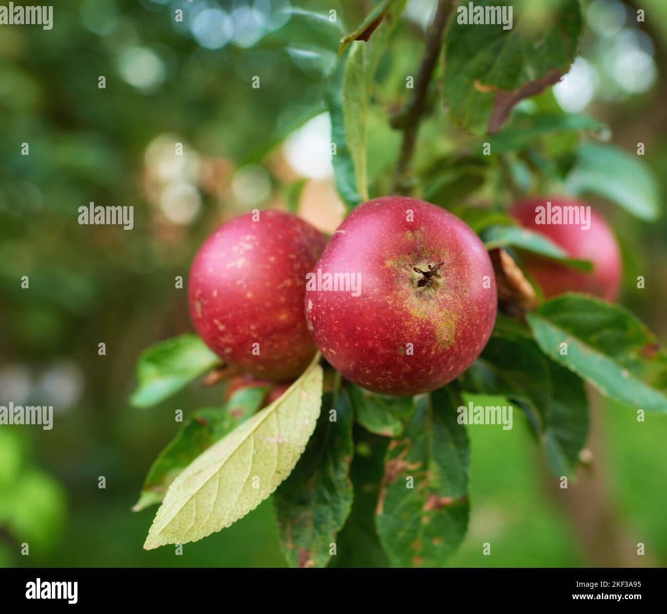 Frische Äpfel. Frische Äpfel - ein Apfel am Tag hält den Arzt fern. Stockfoto