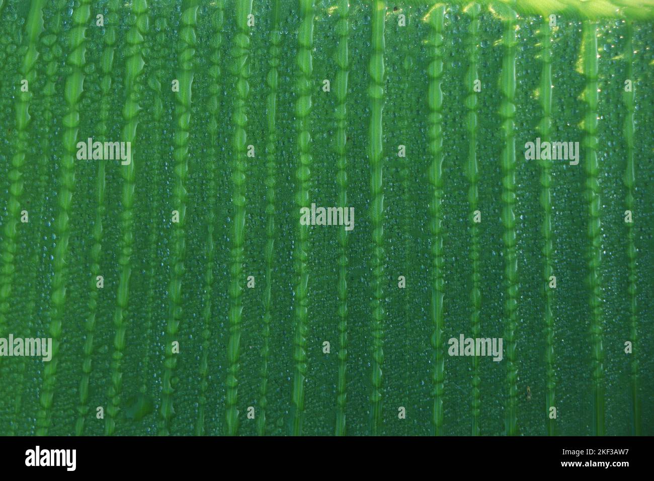 Bananenblätter mit Regenwasser für Hintergründe, Wassertropfen auf Bananenblatt Stockfoto