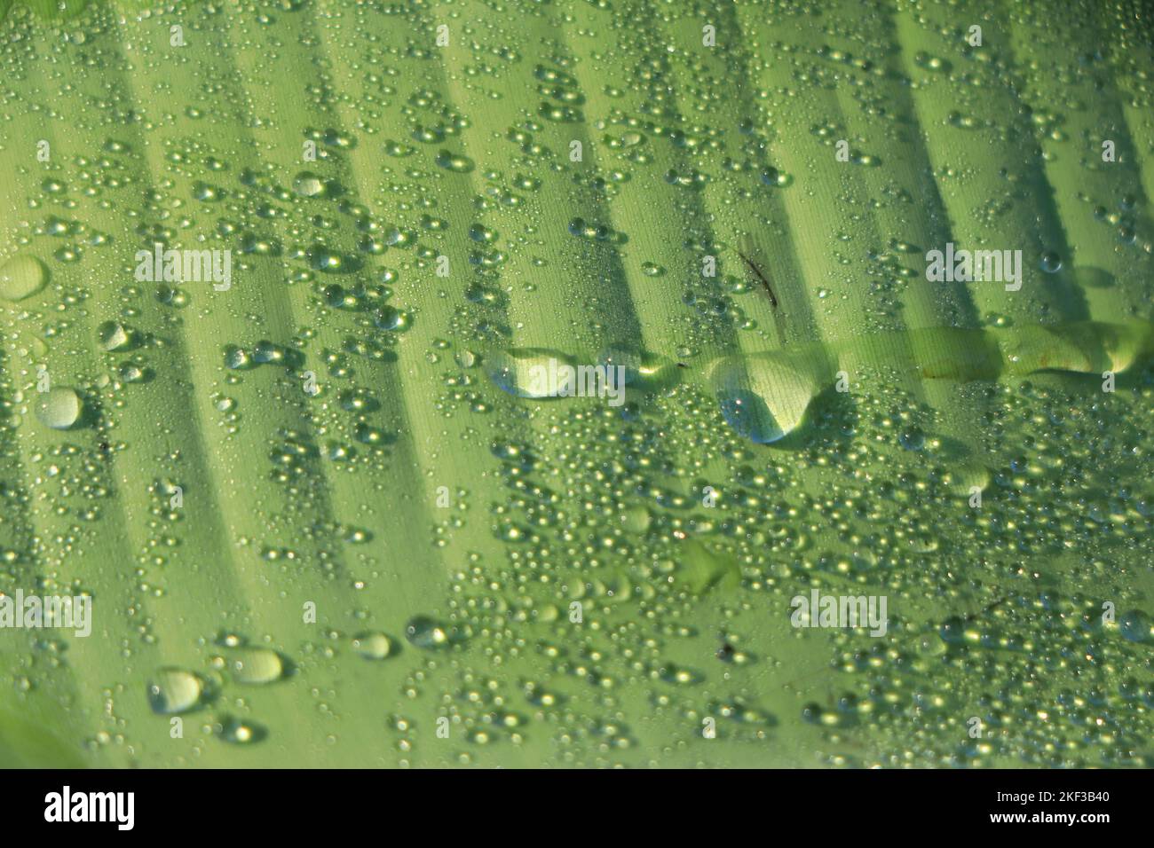 Wassertropfen auf Bananenblatt Hintergrund Stockfoto