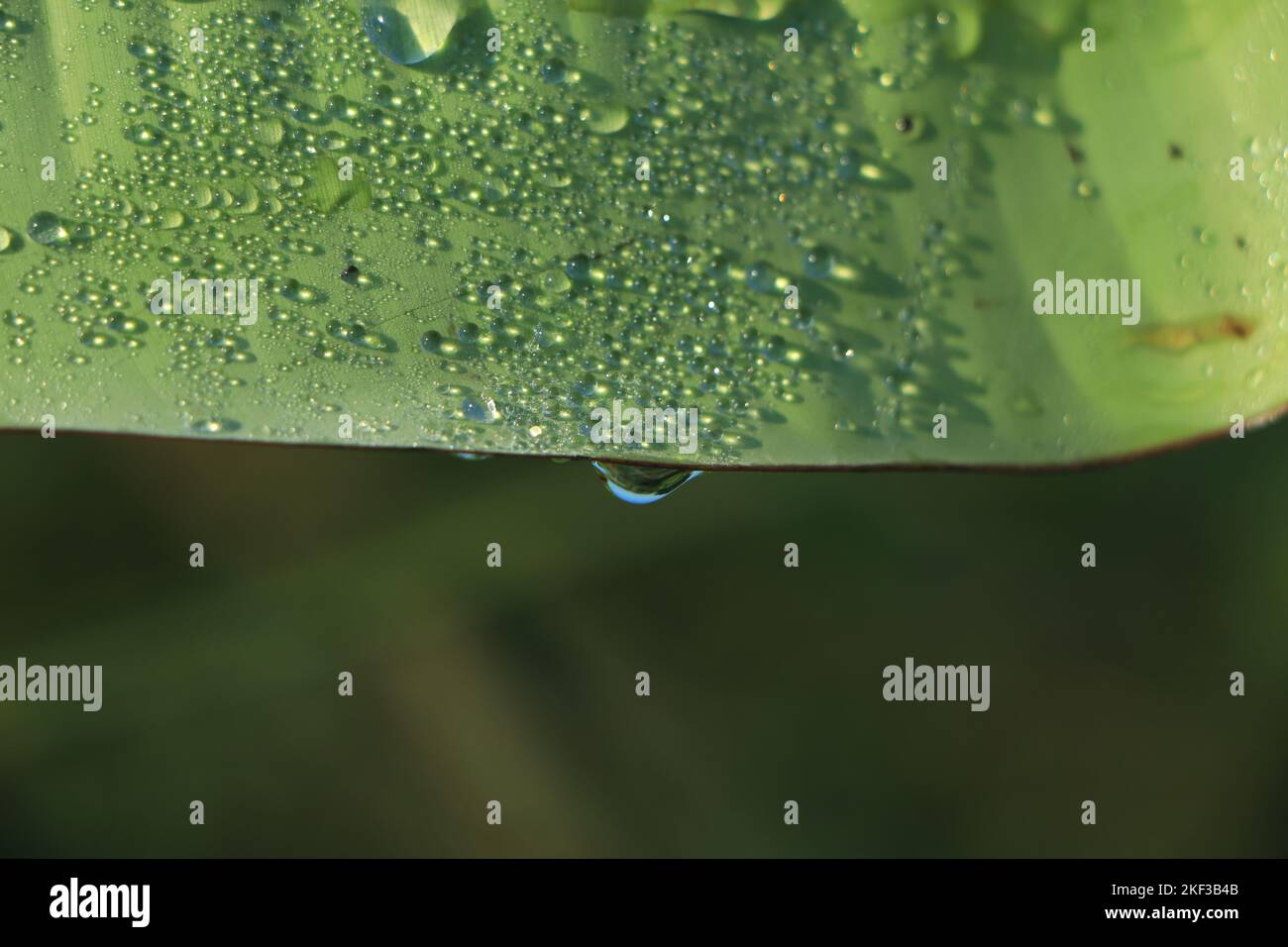 Wassertropfen auf Bananenblatt Hintergrund Stockfoto