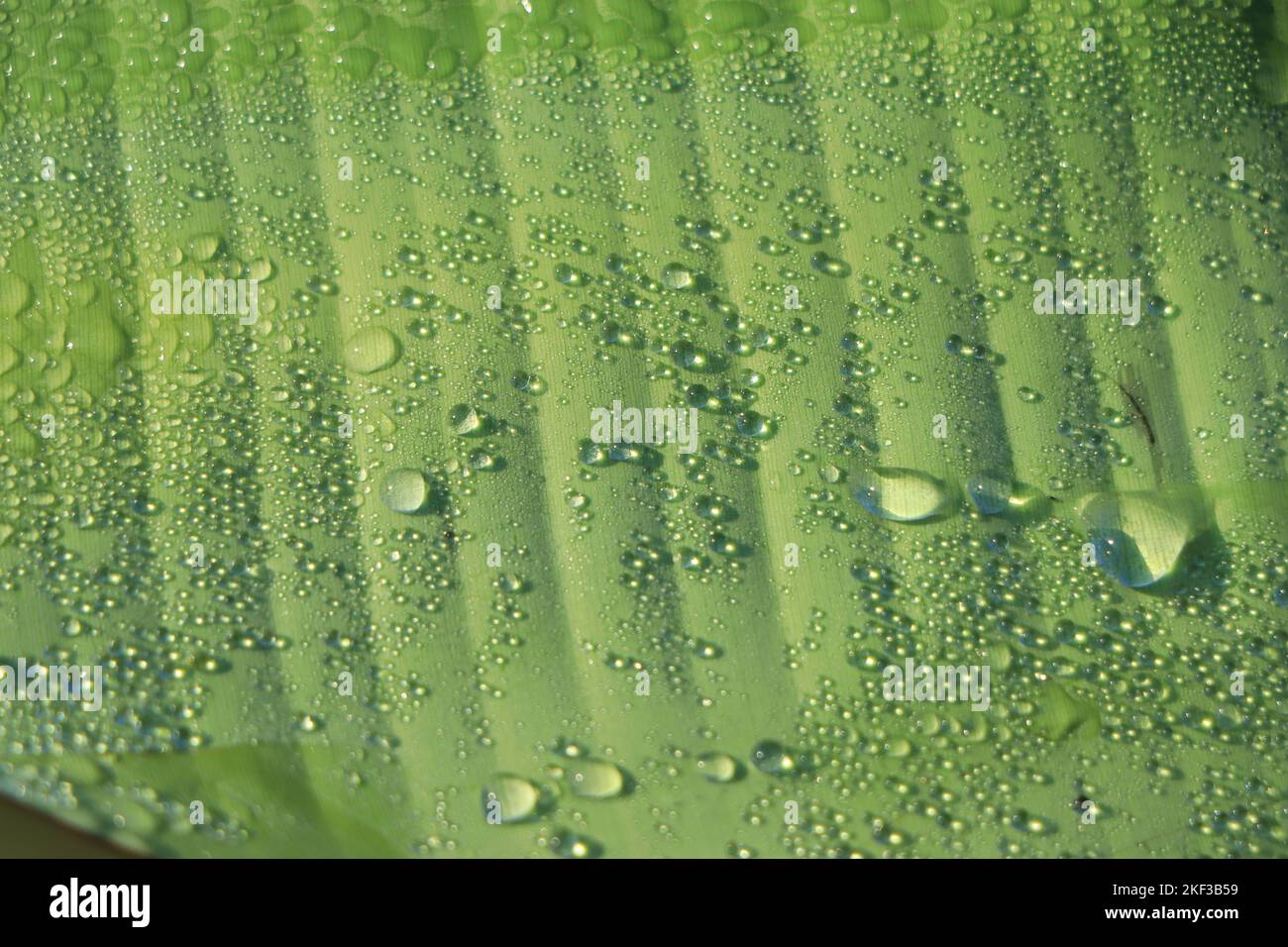Wassertropfen auf einem Bananenblatt Hintergrund Stockfoto