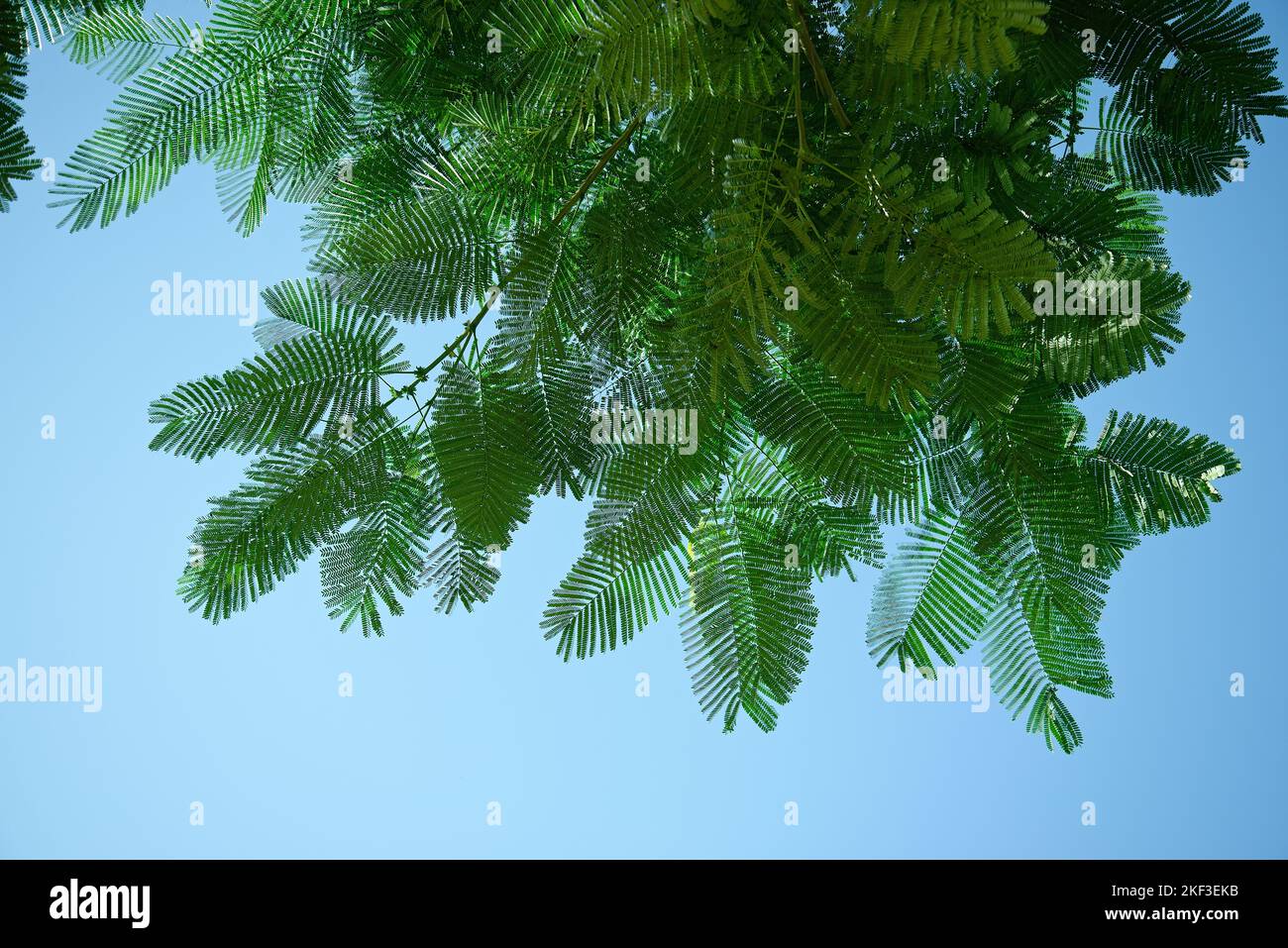 Grüne Baumblätter. Akazienmimose. Stockfoto