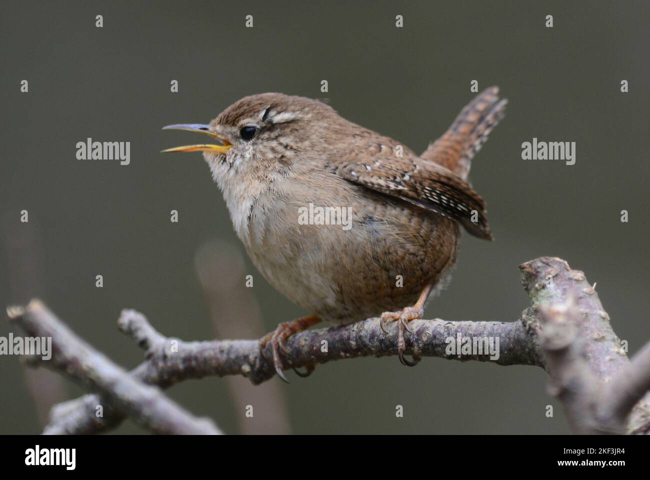 Erwachsene wren troglodytes troglodytes Stockfoto