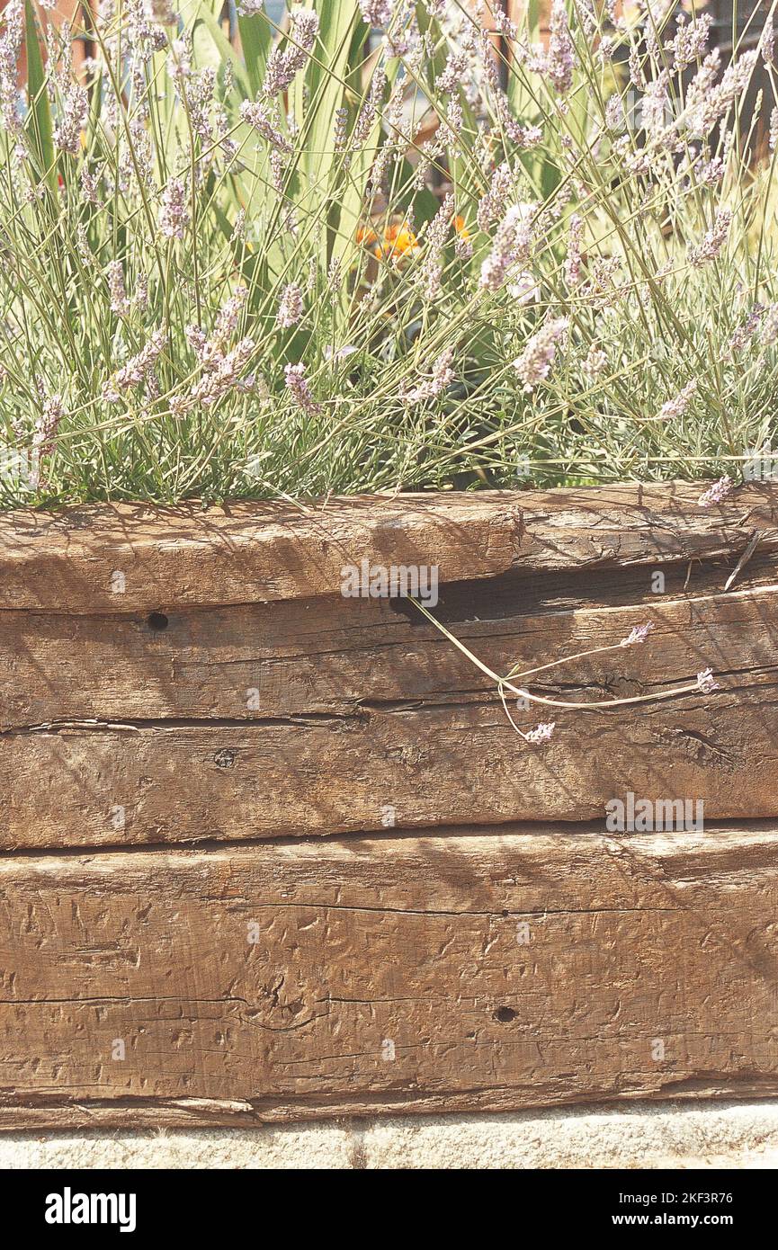 Eine Gartenrandmauer aus alten Holzbrettern Stockfoto