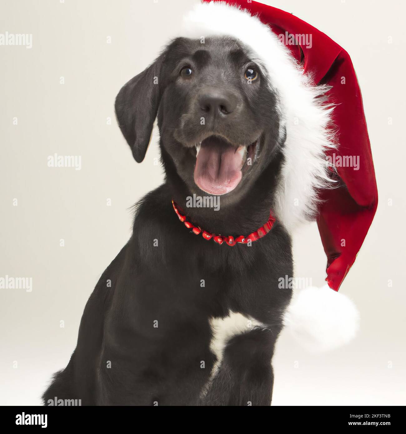 Glücklicher labrador Hund trägt einen festlichen weihnachtsmann Hut Stockfoto