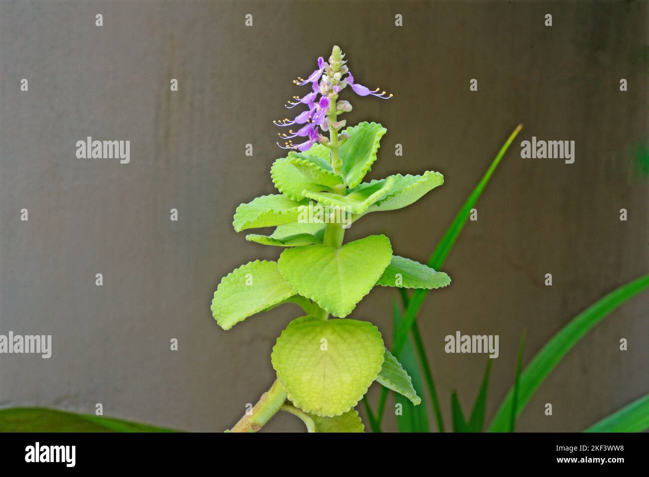 Indisches Borretsch, Land Borretsch, französischer Thymian, indische Minze, mexikanische Minze, Kubanischer Oregano, Suppenminze, spanischer Thymian, Plectranthus amboinicus, Indien Stockfoto