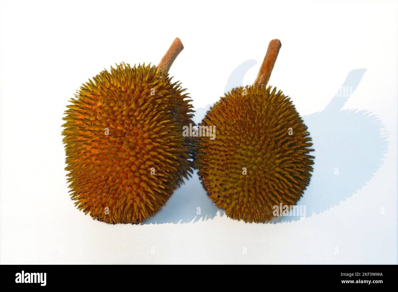 Zwei gereifte Wildkannen, Anjili Chakka, Wild Jack Fruit, auf weißem Hintergrund, Artocarpus hirsutus, Thiruvananthapuram, Kerala, Indien Stockfoto