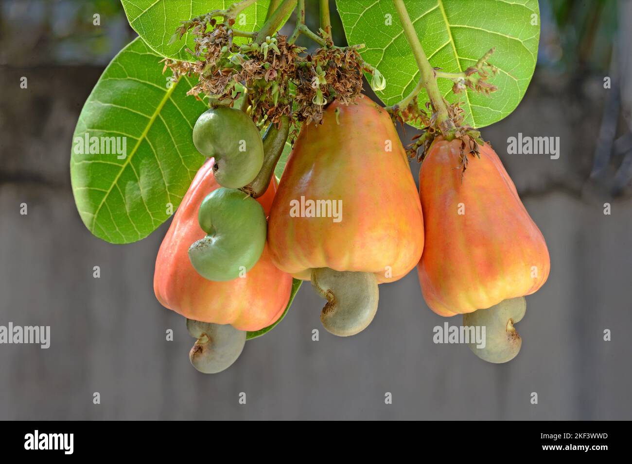 Cashewnuss-Haufen auf der Pflanze, Cashew-Baum, Cashew-Apfel, Anacardium occidentale, Thiruvananthapuran, Kerala, Indien Stockfoto