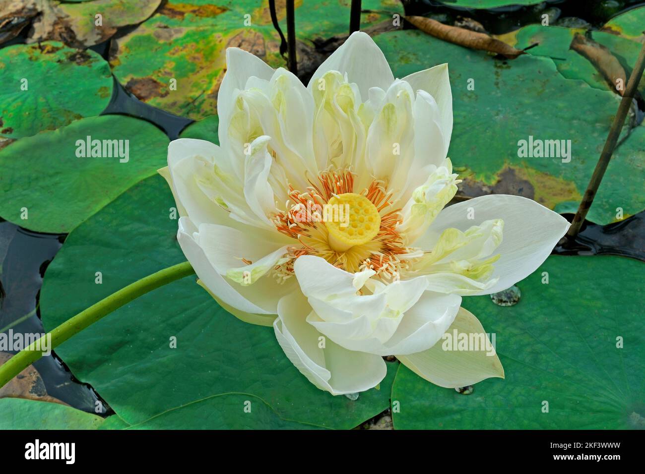 Nymphaea Lotus, weißer ägyptischer Lotus, Tiger Lotus, weißer Lotus, ägyptische weiße Wasserlilie, Thiruvananthapuram, Kerala, Indien Stockfoto