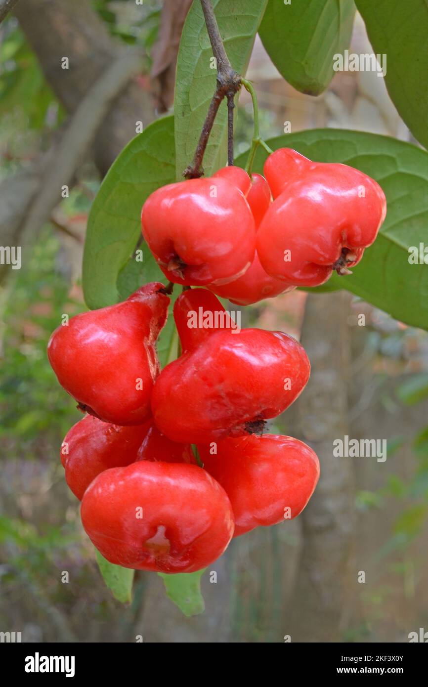 Wachs-Jambu, Rosenapfel, Makopa, java-Apfel, Jumba Druit, Wachsapfel auf Pflanze, Syzygium samarangense, Thiruvananthapuram, Kerala, Indien Stockfoto