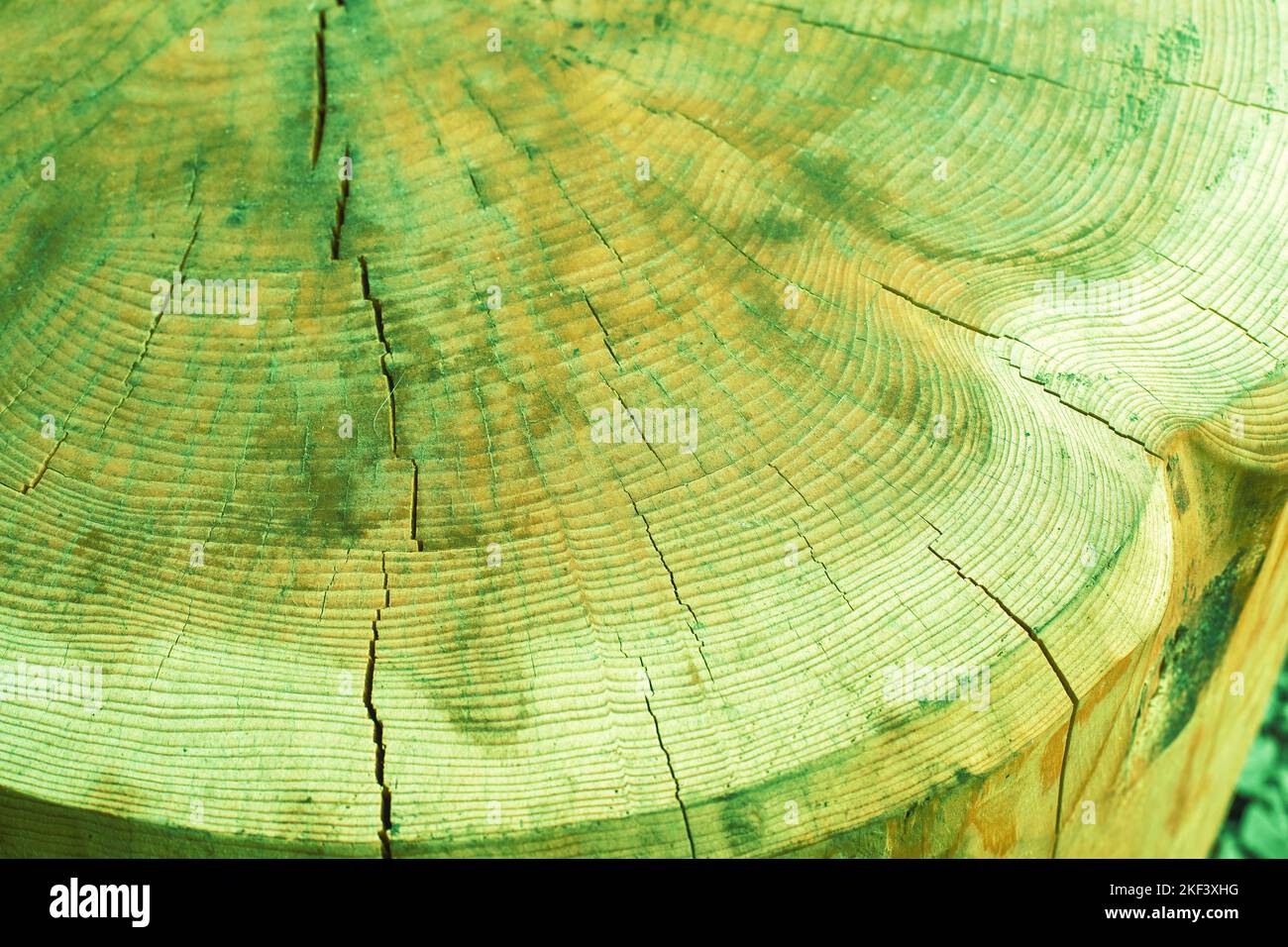 Querschnitt eines geschnittenen Stamms.Holzstruktur. Stockfoto