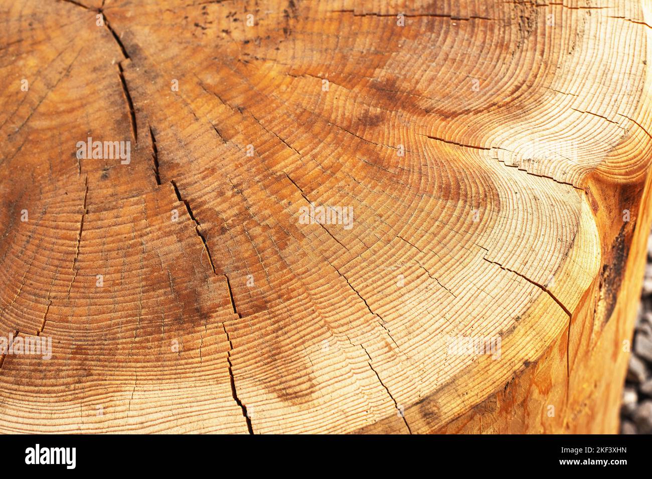 Querschnitt eines geschnittenen Stamms.Holzstruktur. Stockfoto