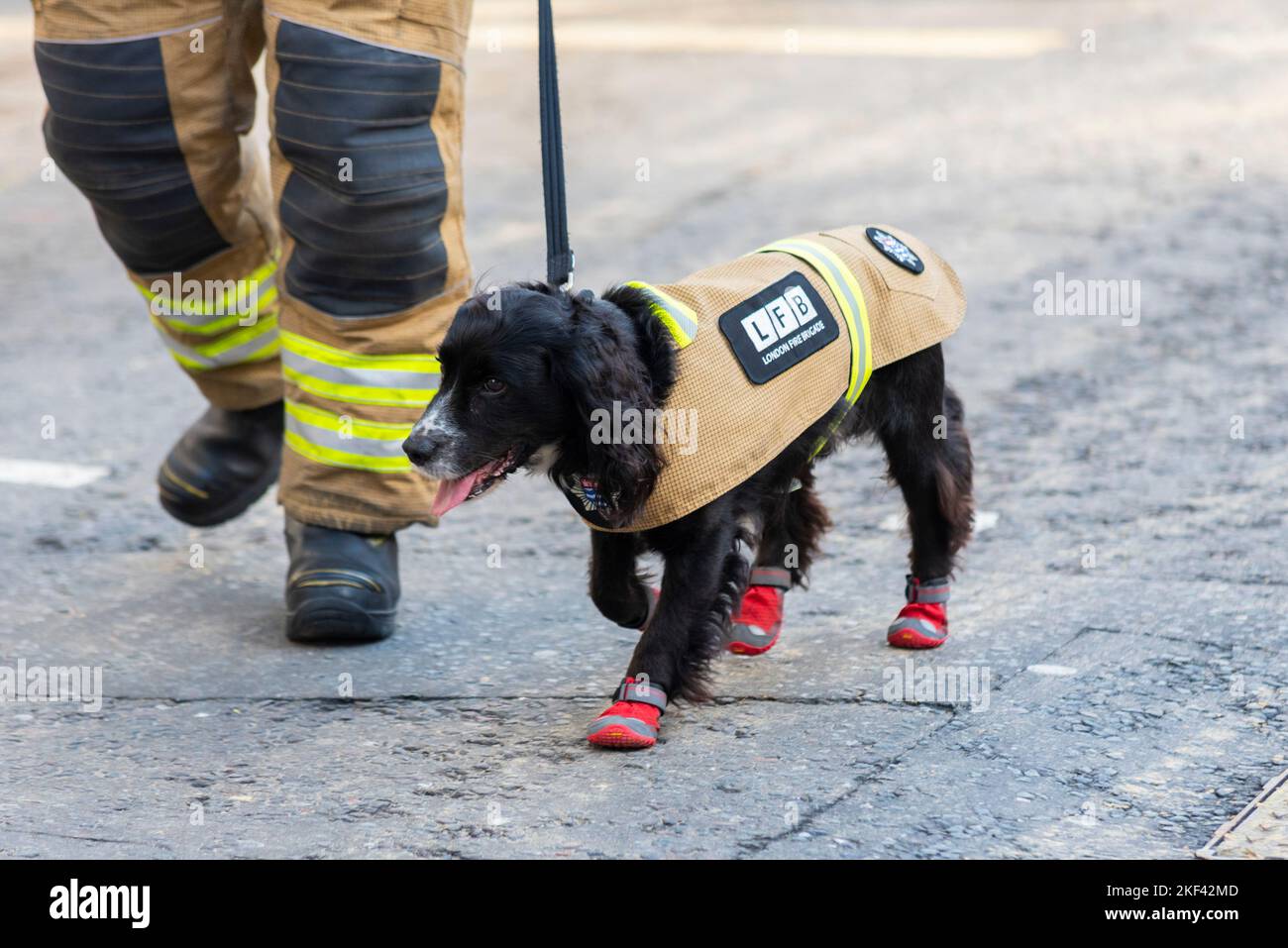 Londoner Feuerwehr bei der Lord Mayor's Show Parade in der City of London, Großbritannien. Feuerwehrhund mit Stiefeln Stockfoto