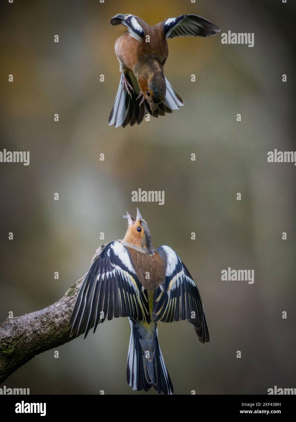 Buchfink schreit auf einen anderen Buchfink, der darüber schwebt. Shropshire, Großbritannien: DIESES PAAR feisty Buchfinken sehen aus, als würden sie über einen hölzernen per zanken Stockfoto