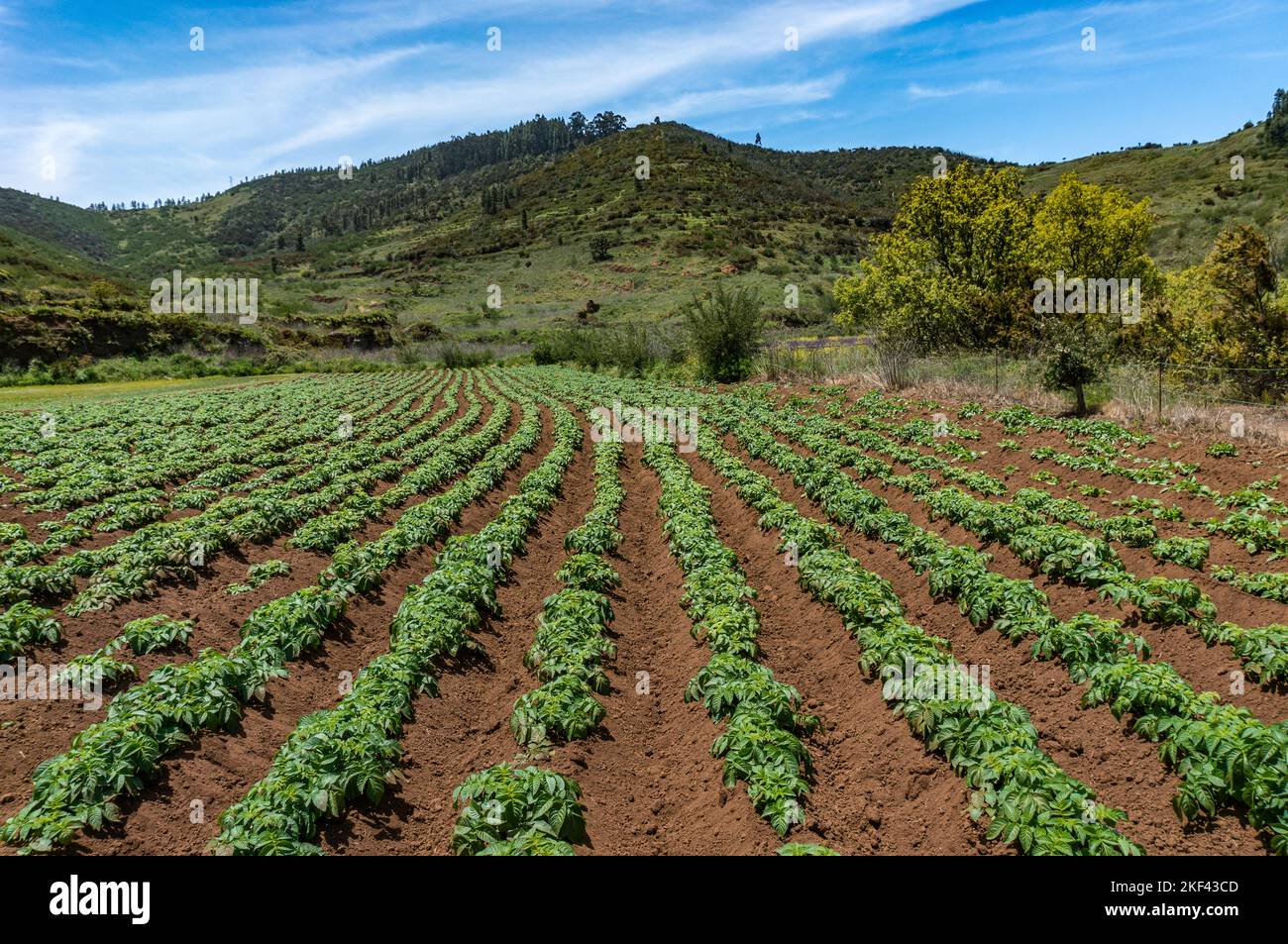 Reihen von Kartoffelpflanzen in braunem Boden in Perspektive auf einem Hügel und Himmel Hintergrund Stockfoto