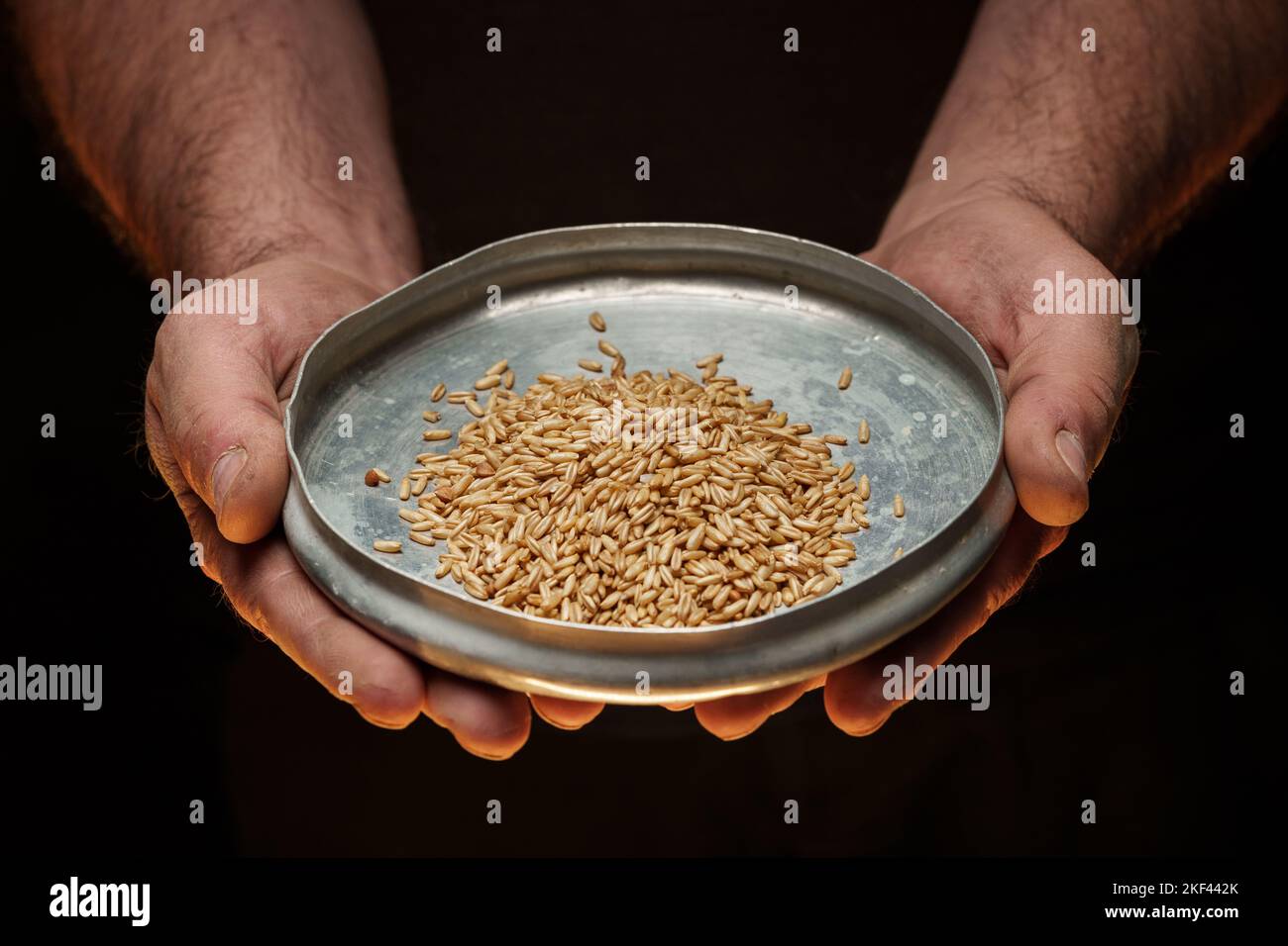 Nahaufnahme der männlichen Hände, die eine kleine Menge Weizenkerne halten. Mangel an Nahrung und Hunger-Konzept Stockfoto