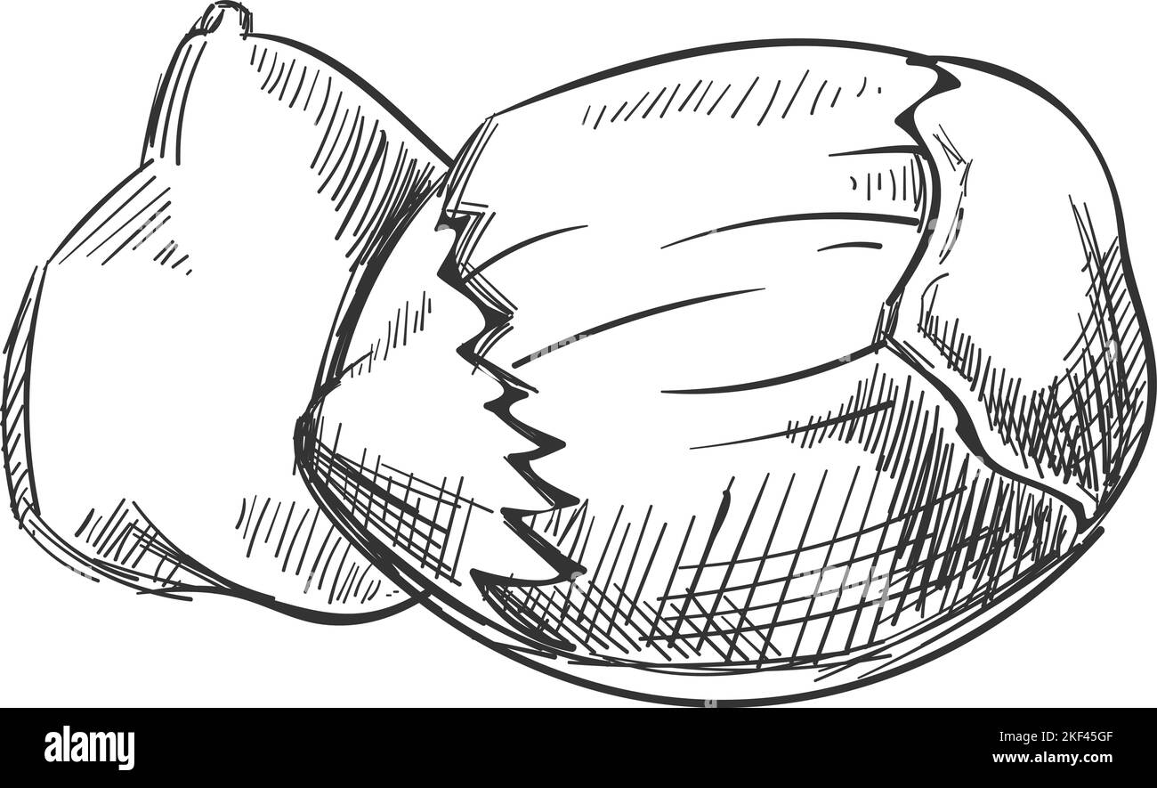 Haselnuss-Skizze. Handgezeichnetes Symbol für Rohnuss Stock Vektor