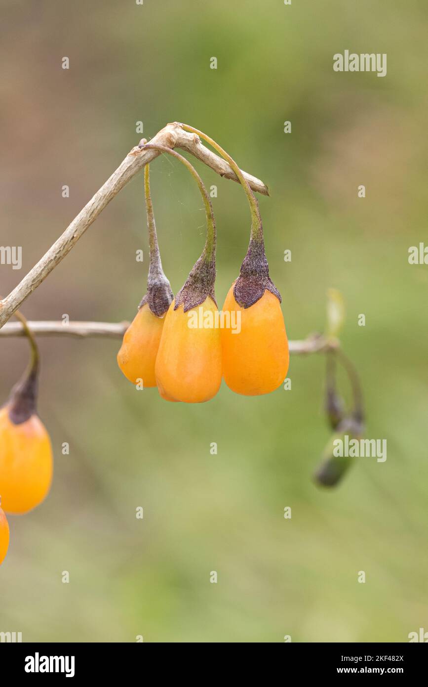 Goji-Beere (Lycium barbarum „Amber Sweet Goji“) Stockfoto