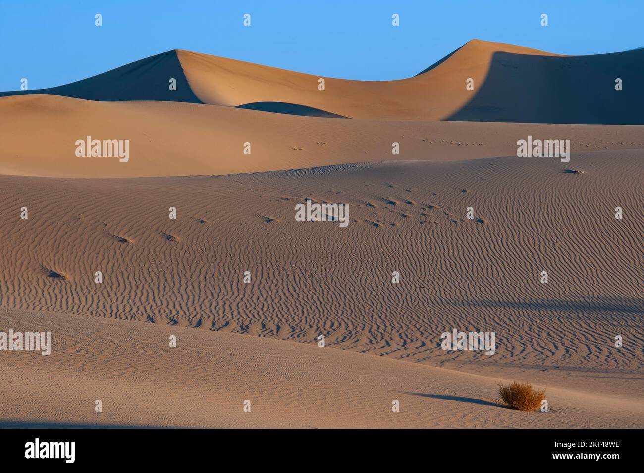 Morgenlicht an den Mesquite Sand Dunes Sanddünen, Death Valley Nationalpark, Kalifornien, USA, Nordamerika Stockfoto