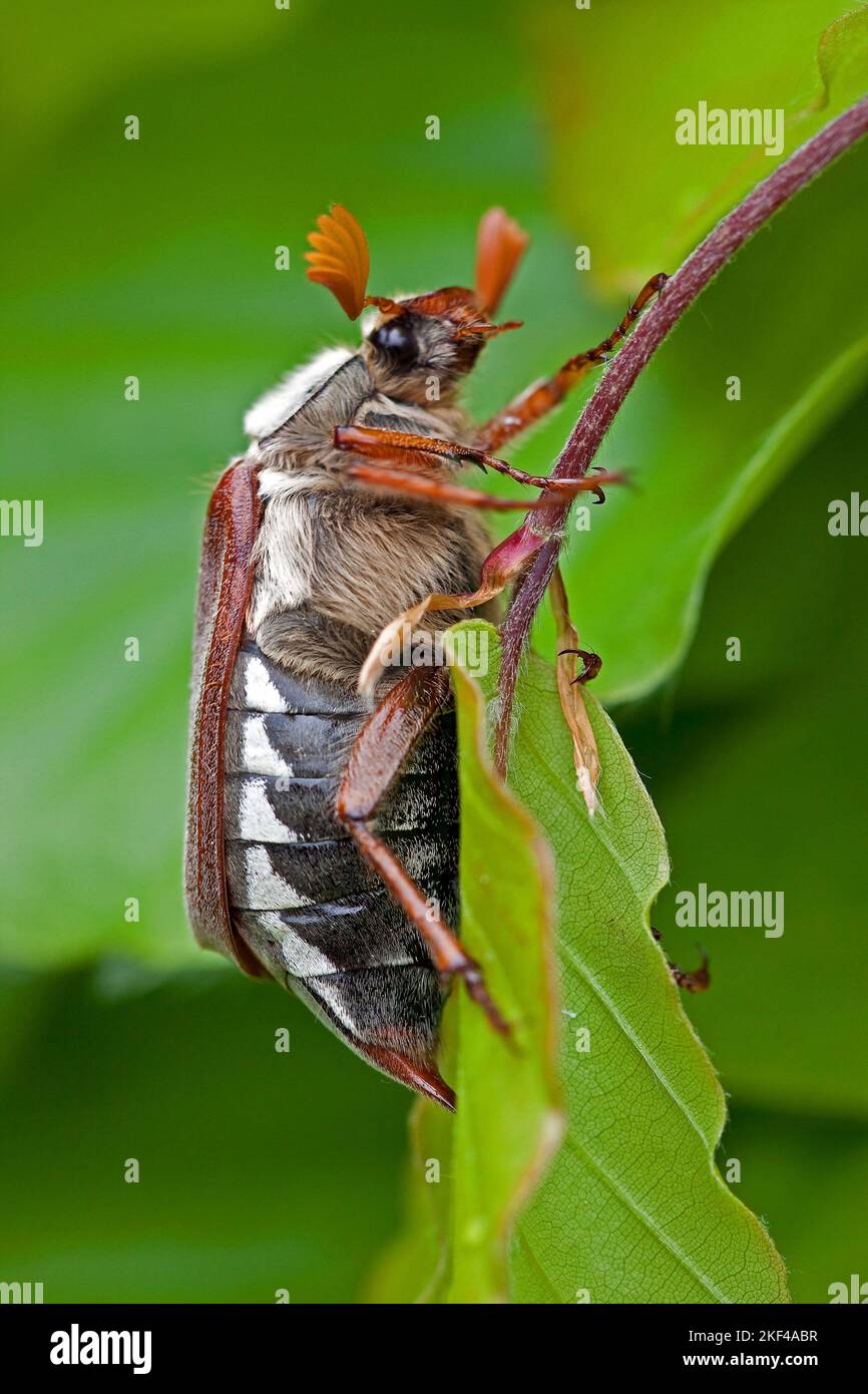 Feldmaikäfer (Melolontha melolontha), Insekten, Käfer, Stockfoto