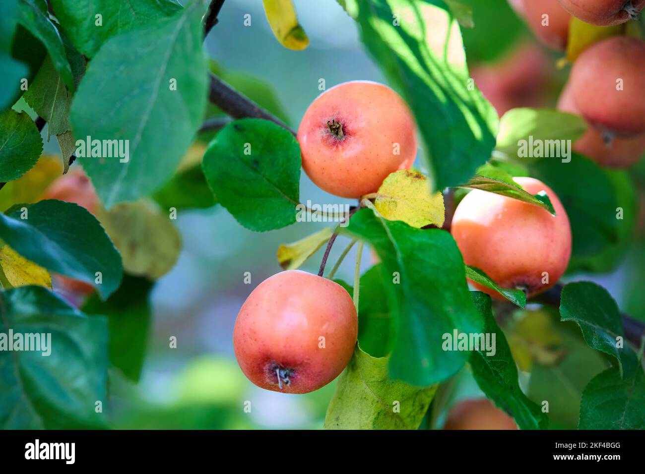 Malus prunifolia Krabbelbaum, bekannt als Pflaumenblatt-Krabbelbaum, Pflaumenblatt-Apfel, Birnenblatt-Krabbelbaum, chinesischer Apfel und chinesischer Krabbelbaum Stockfoto