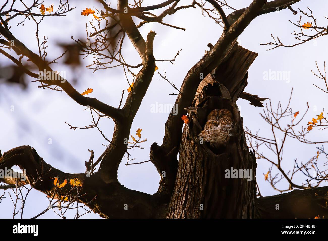 Eine Eule in einem Pefektloch in einem Baum. Versteckt sich in Sichtweite Stockfoto