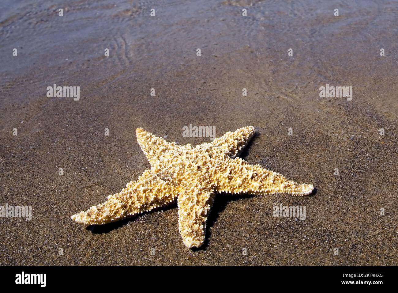 Ein großer Seestern liegt am Strand der Nordsee, Eleutherozoen, Stockfoto