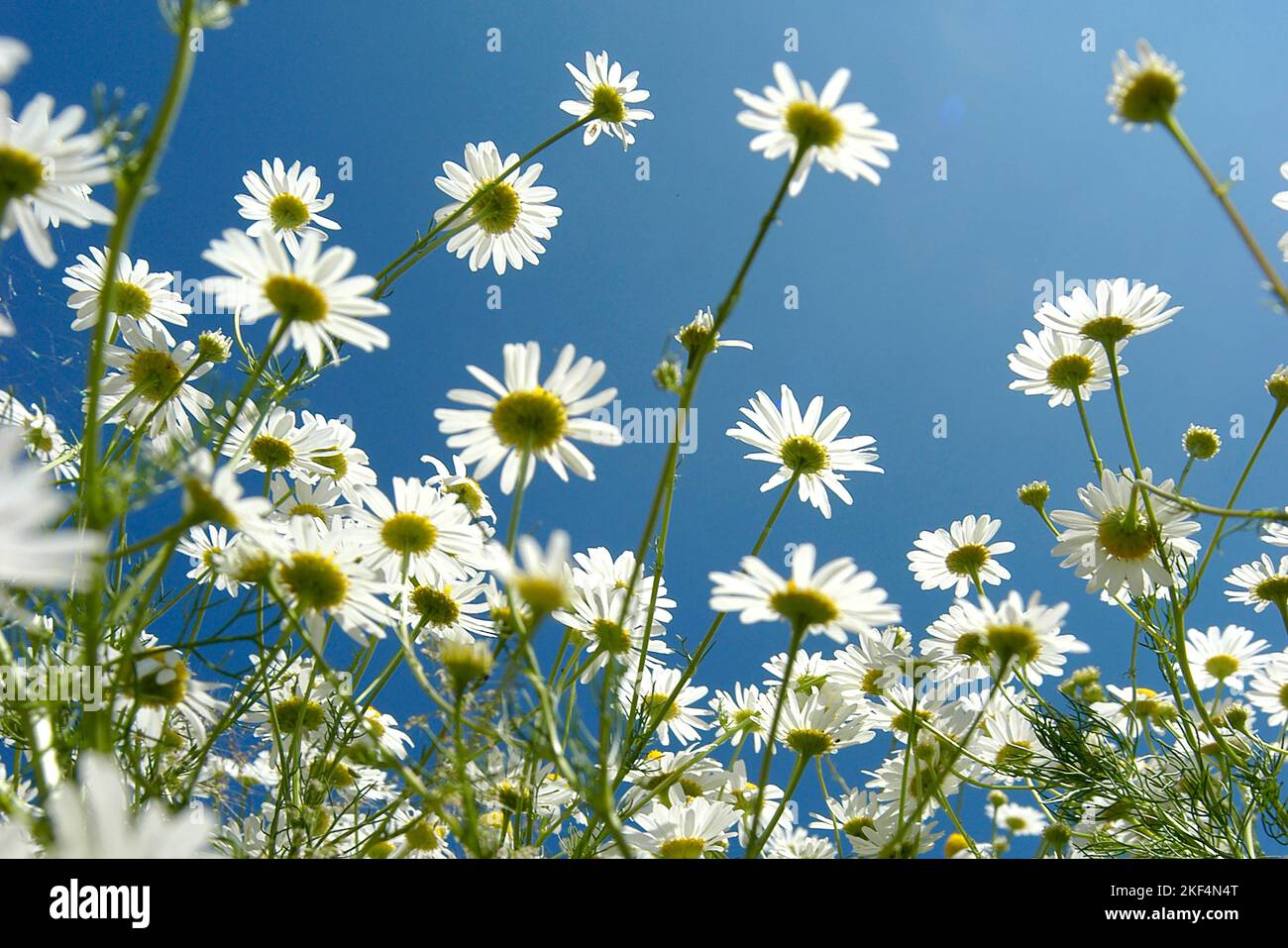 Ein Feld mit blühender Kamille, Kamillblütentee, Heilpflanze, gegen Entzündungen, antibakteriell und Krampflösend, Muskelentspannend und Beruhigend, Stockfoto