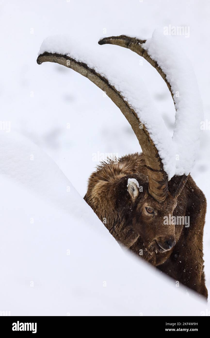 Eine vertikale Aufnahme eines Steinbockes mit seinen großen und langen, schneebedeckten Hörnern Stockfoto