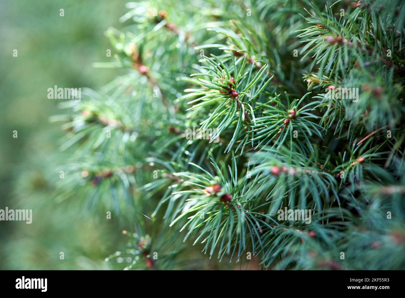 Sprossen Triebe von Picea glauca, weiße Fichte, kanadische, skunk Katze Black Hills Fichte Western weiß Alberta weiß und Porsildfichte Nahaufnahme mit Stockfoto