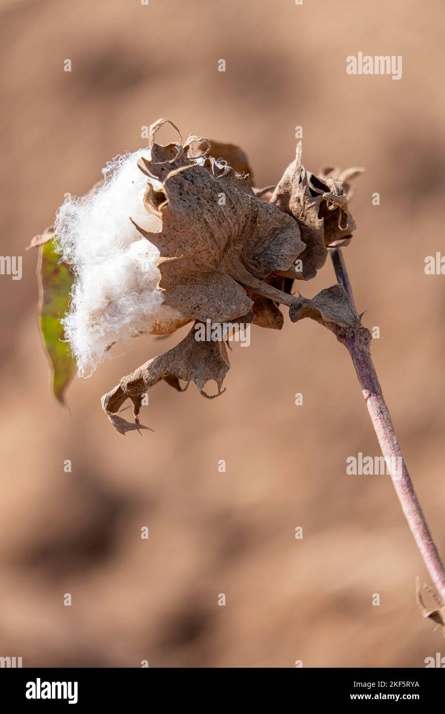 Ernte. Nahaufnahme von reifen Baumwollbolls auf Ast und flauschiger weißer Baumwolle. Israel Stockfoto