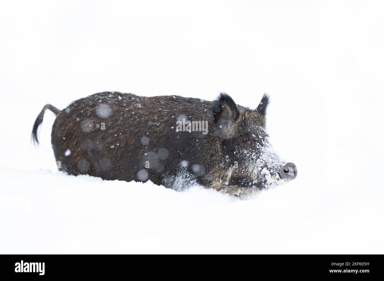 Wildschwein isoliert auf weißem Hintergrund steht im Winterschnee in Kanada Stockfoto