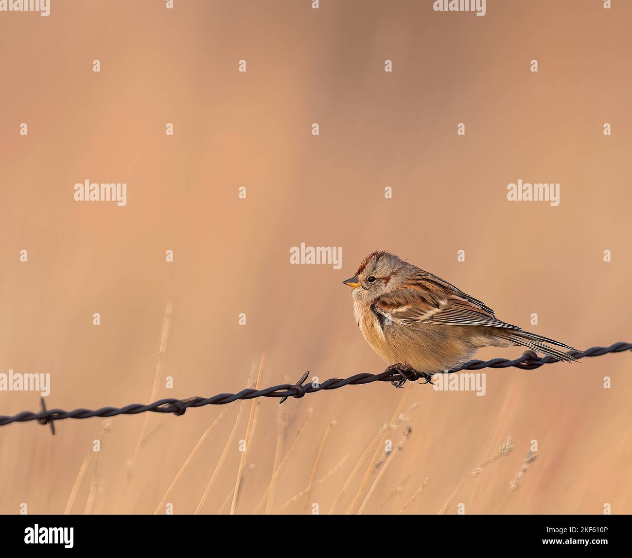 Ein American Tree Sparrow steht auf einem alten Strang aus Stacheldraht. Stockfoto