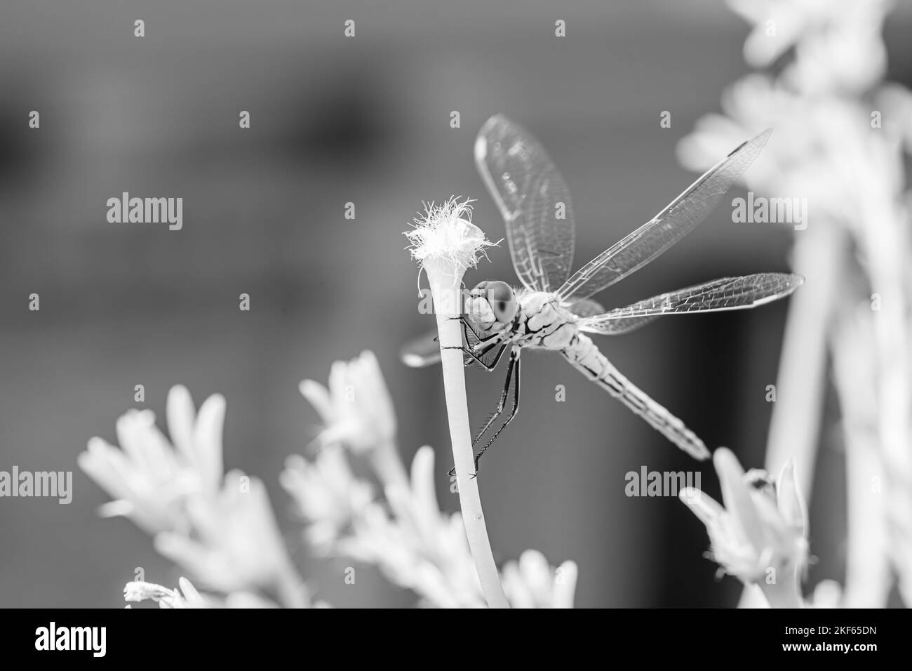 Die grassierende Darter (Sympetrum vulgatum) Europäische Libelle auf Pflanze in städtischen Dachgarten Stockfoto