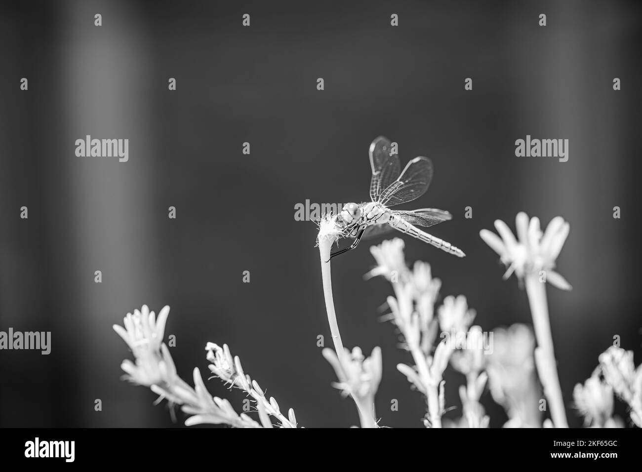 Die grassierende Darter (Sympetrum vulgatum) Europäische Libelle auf Pflanze in städtischen Dachgarten Stockfoto