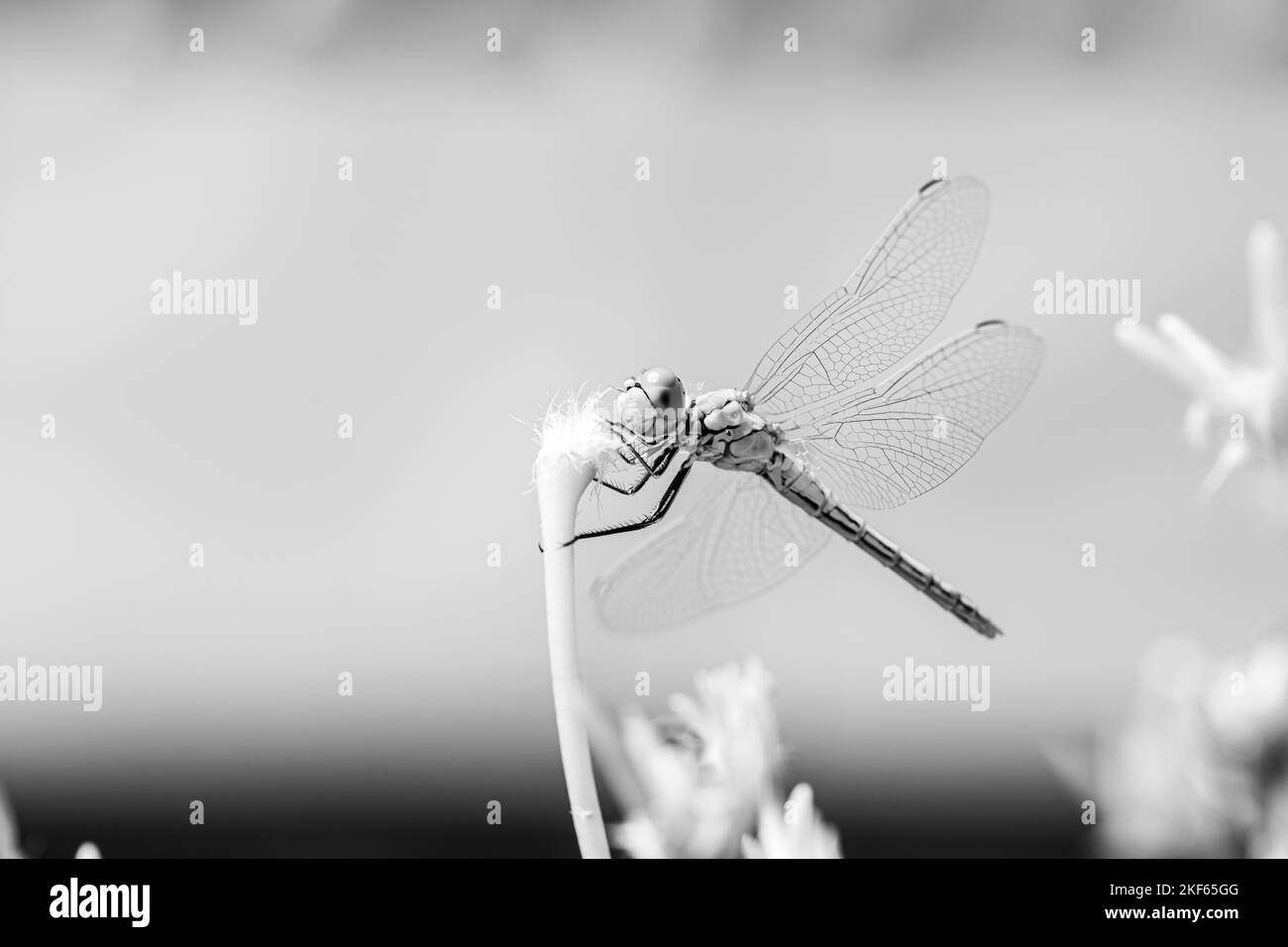 Die grassierende Darter (Sympetrum vulgatum) Europäische Libelle auf Pflanze in städtischen Dachgarten Stockfoto