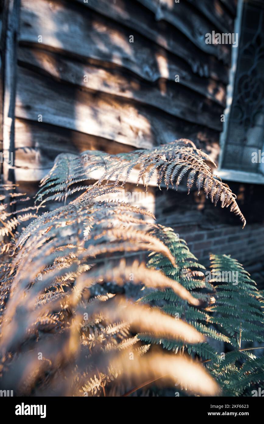 Ländlicher Garten Blick auf Farn und Gartenhaus mit Holzverkleidung. Stockfoto