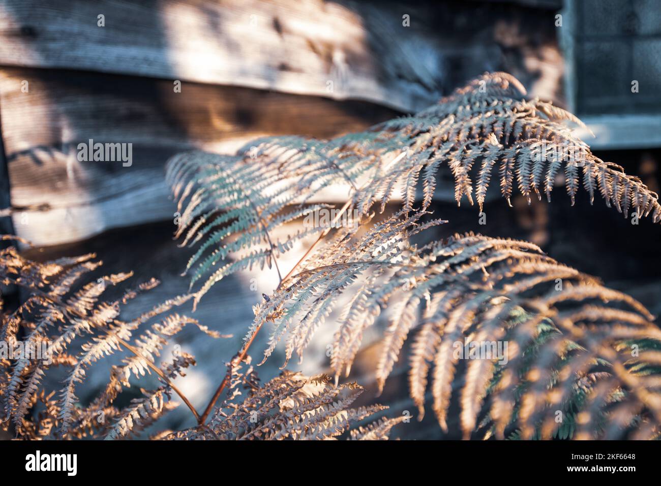 Ländlicher Garten Blick auf Farn und Gartenhaus mit Holzverkleidung. Stockfoto