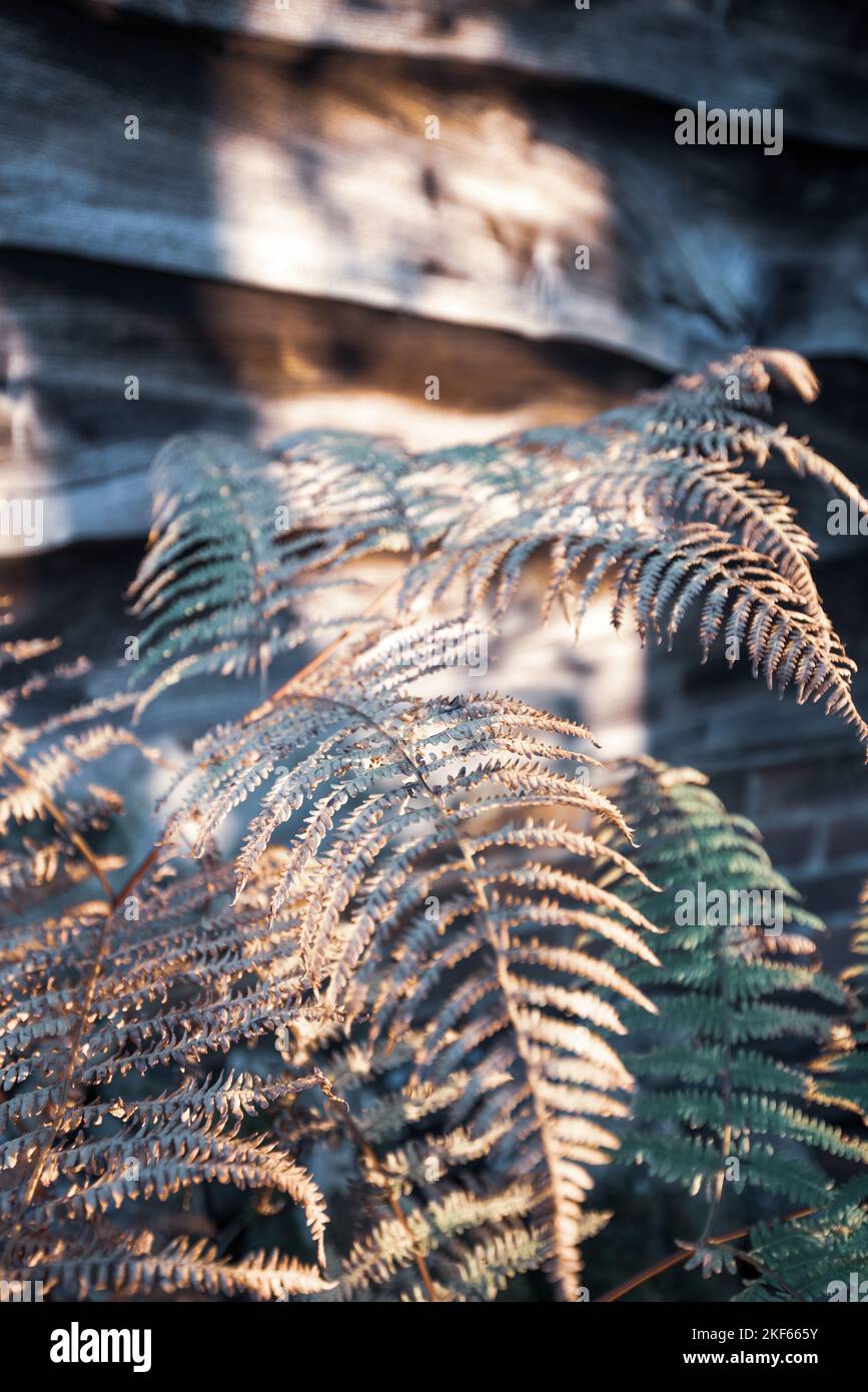 Ländlicher Garten Blick auf Farn und Gartenhaus mit Holzverkleidung. Stockfoto