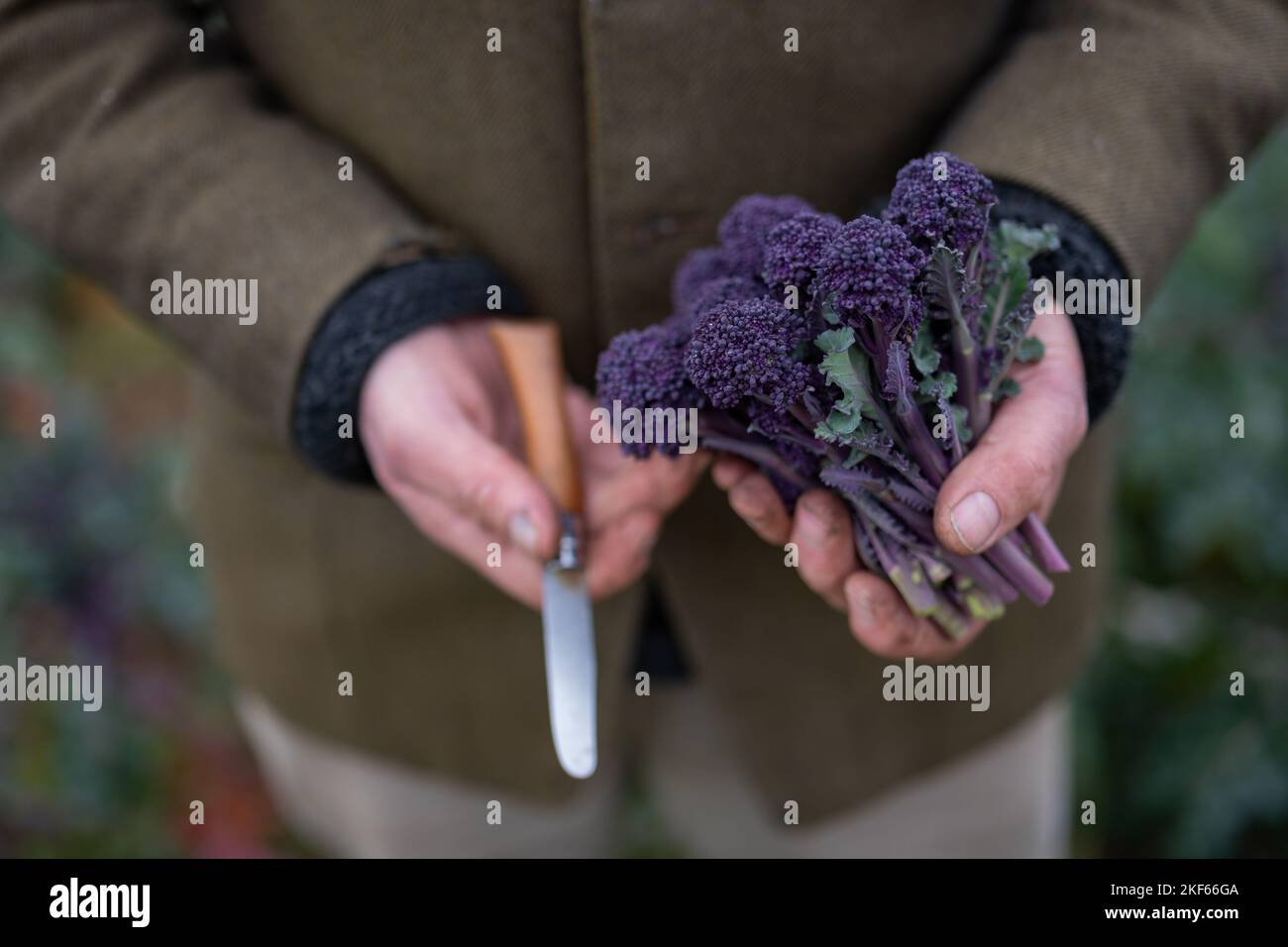 Bio-Bauer Guy Singh-Watson, abgebildet auf der Riverford Organic Farm, in der Nähe von Totnes, South Devon. Stockfoto