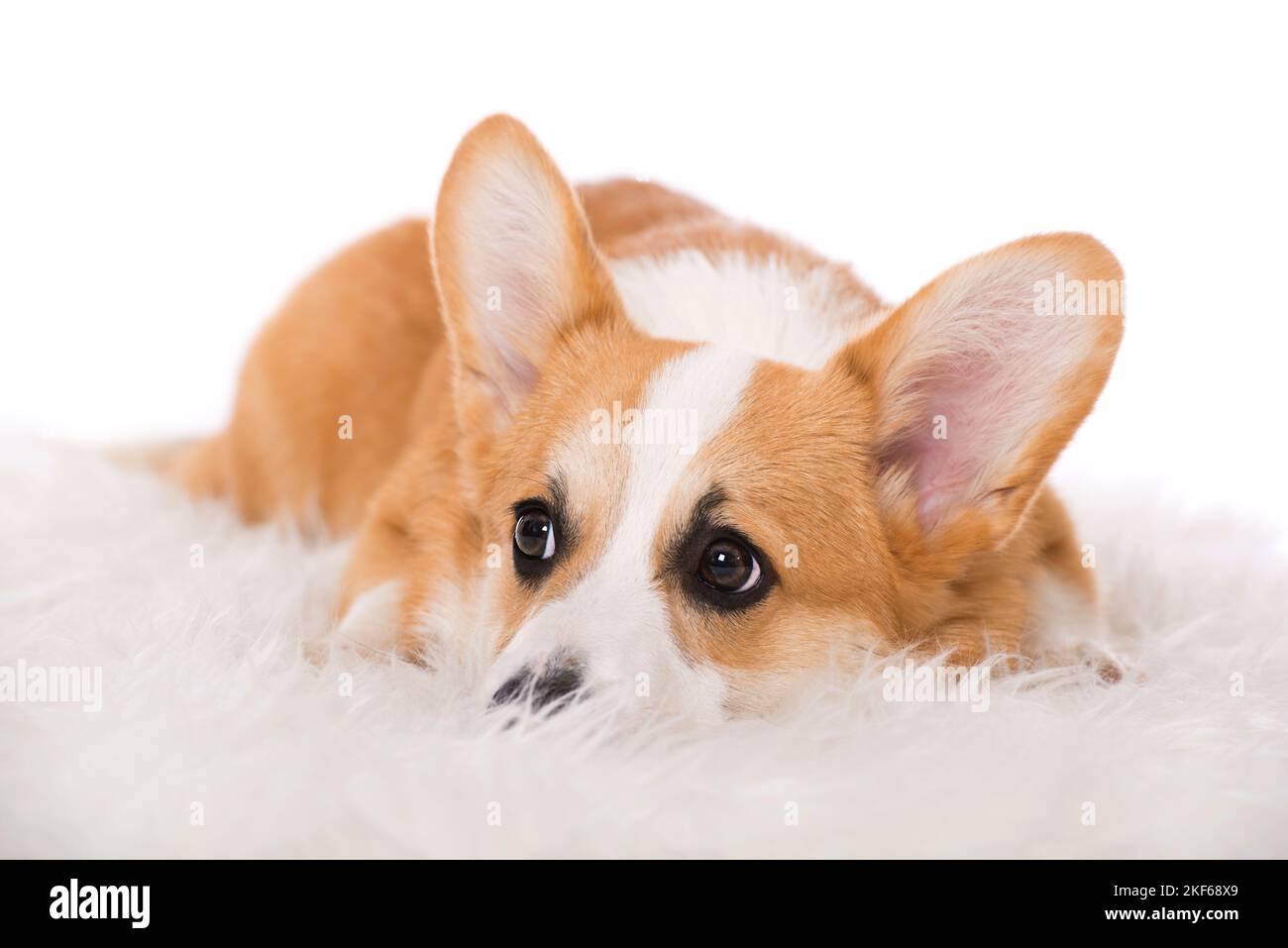 Walisischer Corgi-Hund, der auf einem Fell liegt Stockfoto