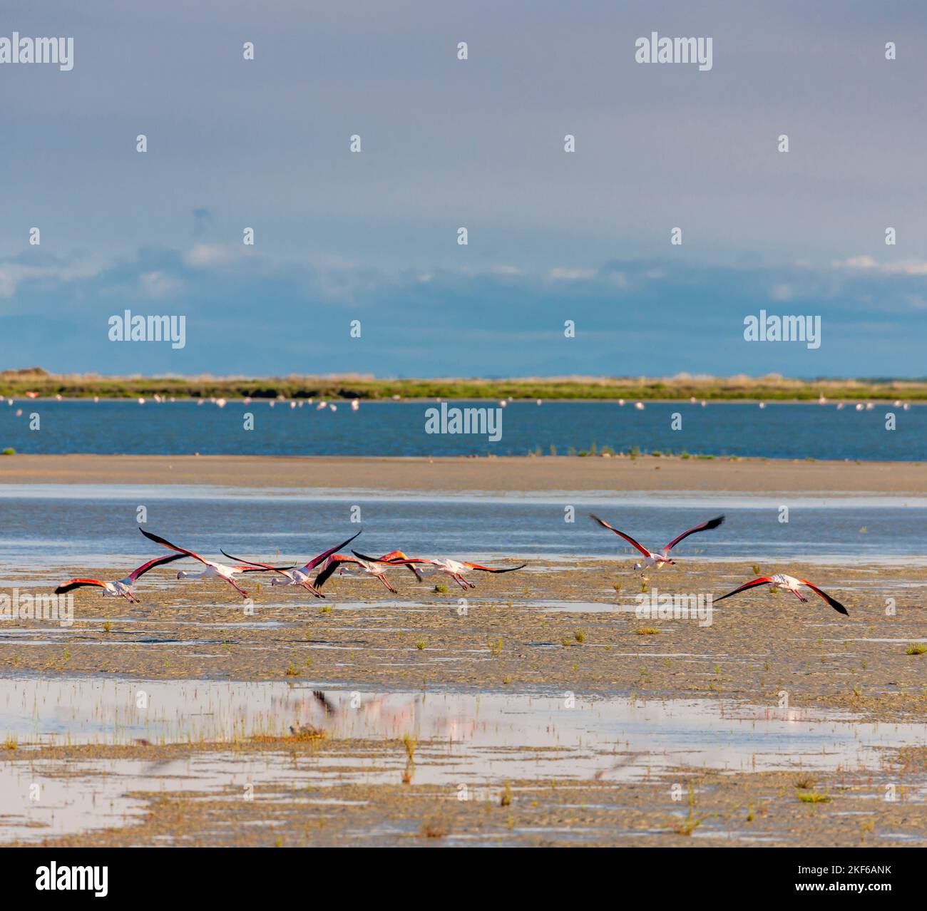 Nationalpark Camargue, Provence, Frankreich Stockfoto