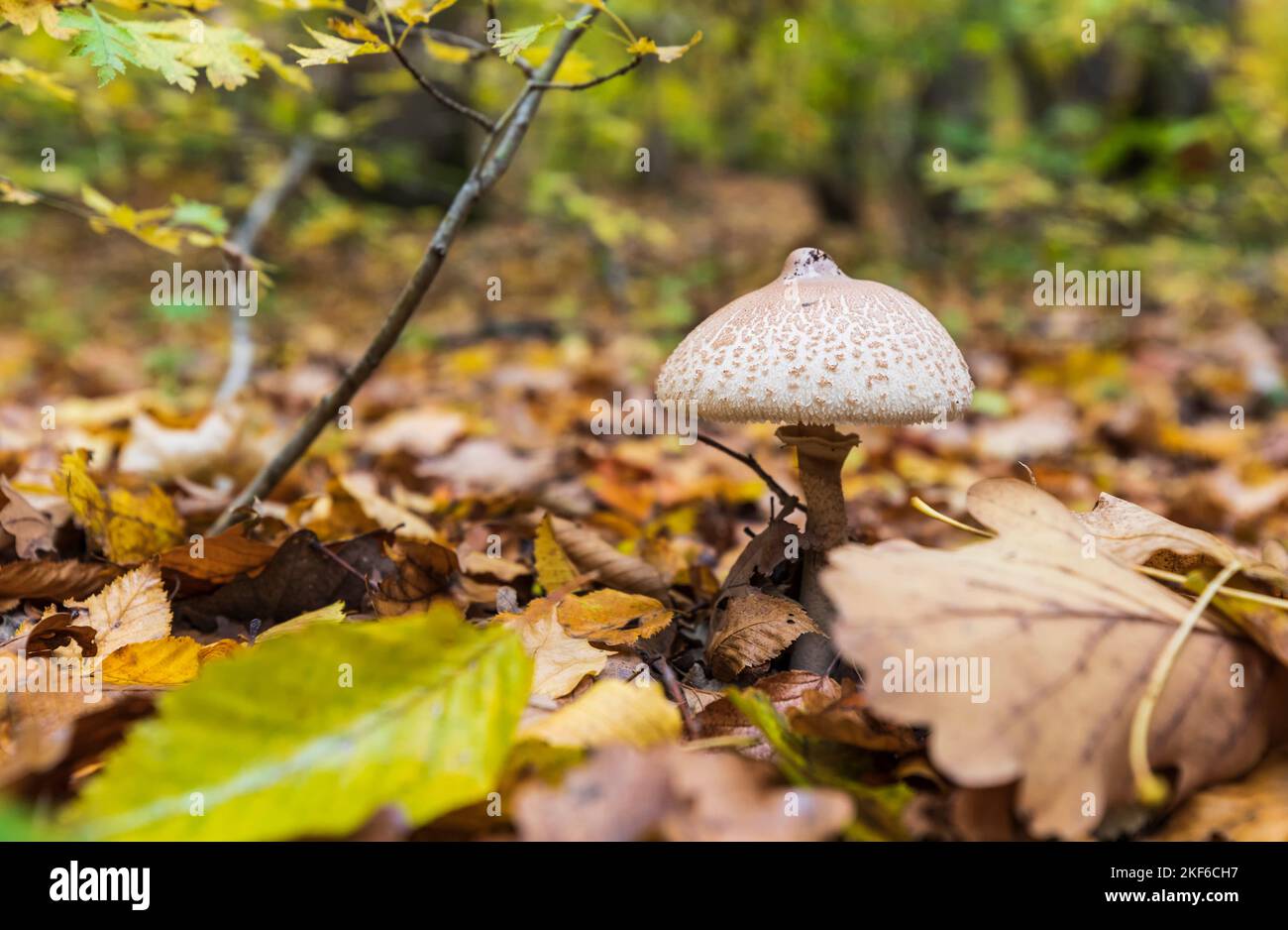 Pilze tauchten nach dem Regen im Wald auf Stockfoto