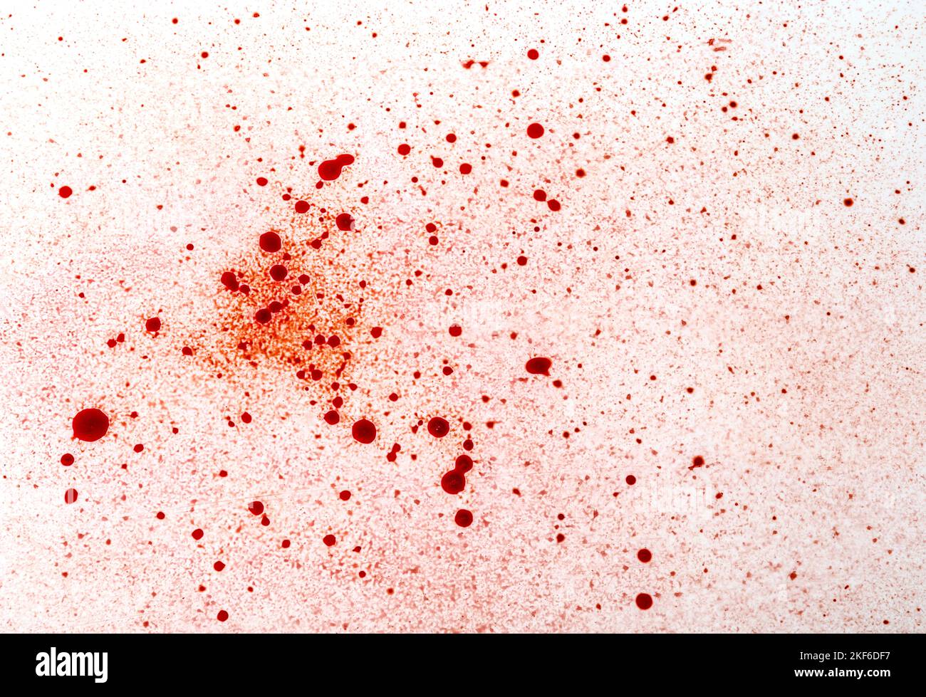 Rotes Blut tropft und spritzt auf weißem Hintergrund. Halloween blutiger Hintergrund. Stockfoto