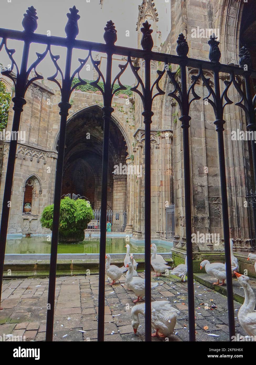 Barcelona, Spanien - 06 15 2014: Gänse leben in der Kathedrale von Barcelona Stockfoto