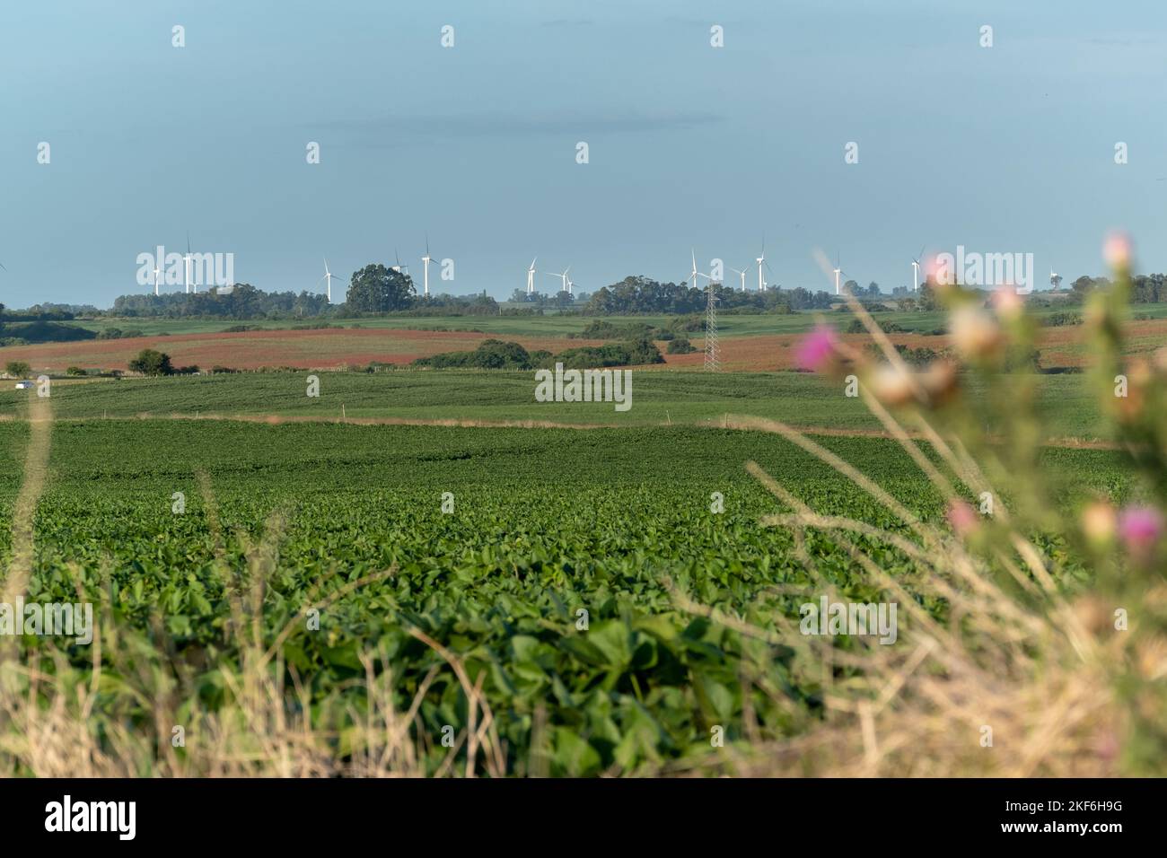 Sojabelder mit einer Straße mit Autos und einer Windmühlenfarm am Horizont Stockfoto