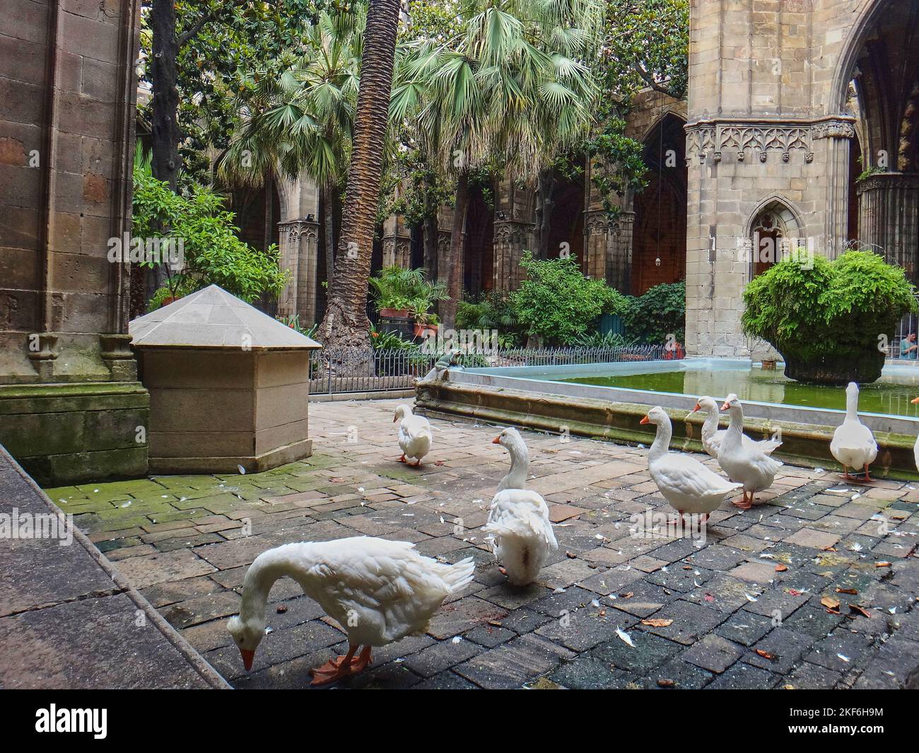 Barcelona, Spanien - 06 15 2014: Gänse leben in der Kathedrale von Barcelona Stockfoto
