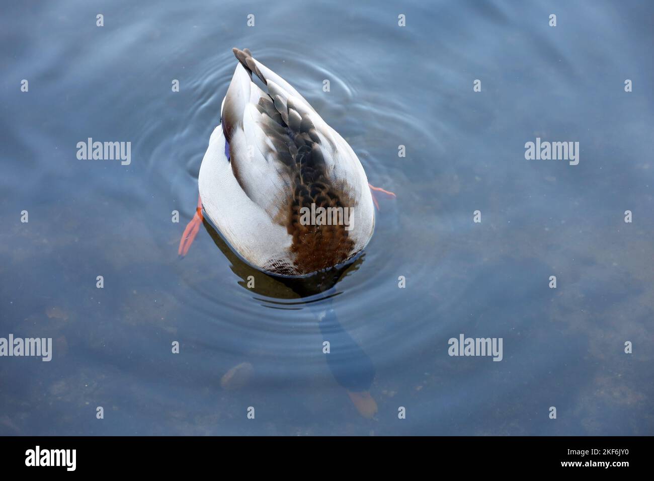 Mallardische Ente, die ins Wasser taucht. Männliche Wildente füttert am Wintersee Stockfoto