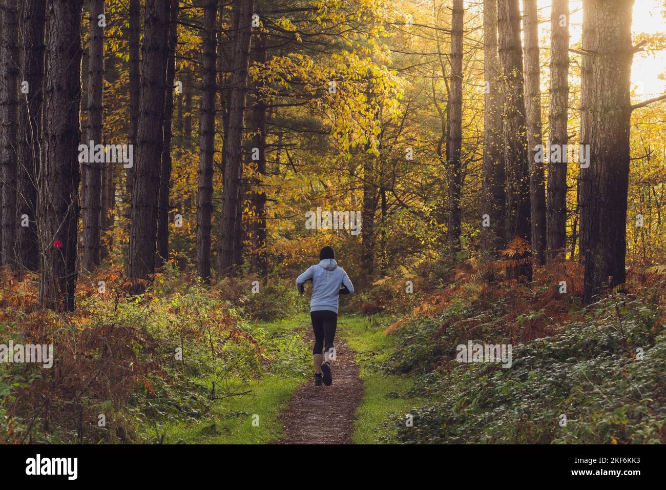 Man Trail Running in Sherwood Forest - England. Stockfoto